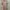 Minimalist Midi Dress Wanita Pink