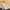 Coach Luxury Shoulder bag Wanita white tan photo 1