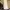 Coach Luxury Shoulder bag Wanita white tan photo 3