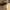 Coach Luxury Shoulder bag Wanita white tan photo 4