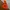 Millet Gorpcore Windbreaker Pria orange photo 1