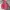 Vintage Bomber Jacket Pria Pink