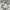MUSINSA STANDARD Vintage Skater Casual pants Pria white photo 4