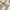 Dickies Streetwear Casual Casual pants Pria cream photo 3