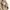 Arnold Palmer Minimalist Casual Polo shirt Pria tan photo 5