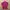 Sportswear Track jacket Wanita burgundy pink photo 2