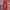 Adidas Casual Sweatpants & Joggers Pria red photo 1