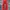 Adidas Casual Sweatpants & Joggers Pria Red