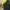 Nike Vintage Sportswear Windbreaker Pria black yellow photo 3