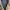 Burberry Vintage Casual Puffer jacket Pria tan photo 2