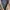 Burberry Vintage Casual Puffer Jacket Pria Tan