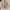 Burberry Vintage Casual Puffer jacket Pria tan photo 1