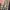 Burberry Vintage Casual Puffer jacket Pria tan photo 3