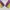 Blackyak Streetwear Sportswear Track jacket Pria purple yellow photo 8