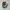 New Era Vintage Hat Pria tan photo 5