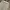 Deus Ex Machina Minimalist Casual Casual Pants Pria Cream