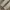 Deus Ex Machina Minimalist Casual Casual pants Pria cream photo 6