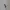Nike Sportswear Polo shirt Pria gray photo 5