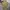 Luxury Casual Polo shirt Pria gold photo 2