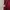 Stussy Vintage Hoody Pria burgundy photo 7