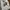 Stussy Streetwear Skater Hoody Pria silver white photo 6