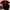 Nautica Minimalist Casual T-shirt Pria Burgundy Red
