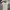Fendi Luxury Casual Polo Shirt Pria Tan