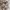 Levi's Vintage Streetwear Jeans Pria tan photo 4