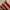 Minimalist Wanita white red photo 5