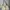 Yves Saint Laurent YSL Avant Garde Shoulder bag Wanita cream photo 1