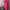 American Apparel Vintage Luxury Evening dress Wanita pink photo 3