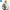 Adidas Streetwear Casual Bag Pria multicolor photo 7