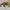 Converse Vintage Indie Boots Pria white brown photo 1