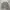 Russell Athletic Streetwear Sweater Pria Gray