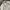 Jil Sander Avant Garde Casual Midi dress Wanita tan cream photo 4