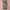 Carhartt Vintage Dungaree Pria brown photo 1