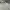 Adidas Sportswear T-shirt Pria gray photo 2