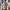 Dickies Casual Puffer jacket Pria tan photo 2