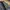 Dickies Casual Puffer jacket Pria tan photo 7