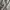 Dickies Casual Puffer jacket Pria tan photo 8