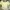 Casual Crop top Wanita tan yellow photo 1