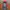 Gorpcore Windbreaker Pria orange photo 4