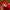 Adidas Sportswear Suit Pria white red photo 4