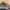 Adidas Original Tubular Radial Brand New
