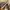 Adidas Original Tubular Radial Brand New photo 3