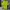 Nike Sportswear Polo shirt Pria green photo 2