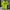 Nike Sportswear Polo shirt Pria green photo 1