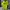 Nike Sportswear Polo Shirt Pria Green