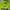 Nike Sportswear Polo shirt Pria green photo 5