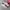 Onitsuka Tiger Indie Casual Sneakers Wanita pink photo 1
